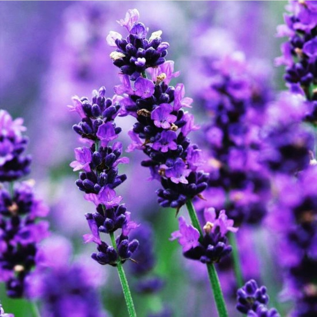 Lavender Tanaman Herbal Pengusir Nyamuk Plus Aroma Terapi