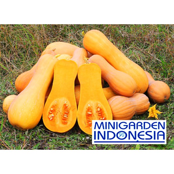 BIBIT isi 2 Benih labu Madu  F1 Pumpkin Butternut Squash bibit tanaman buah waloh / waluh MGI