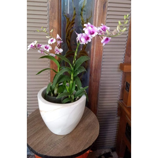 dendrobium mini  yaya compactum rimbun berbunga65k
