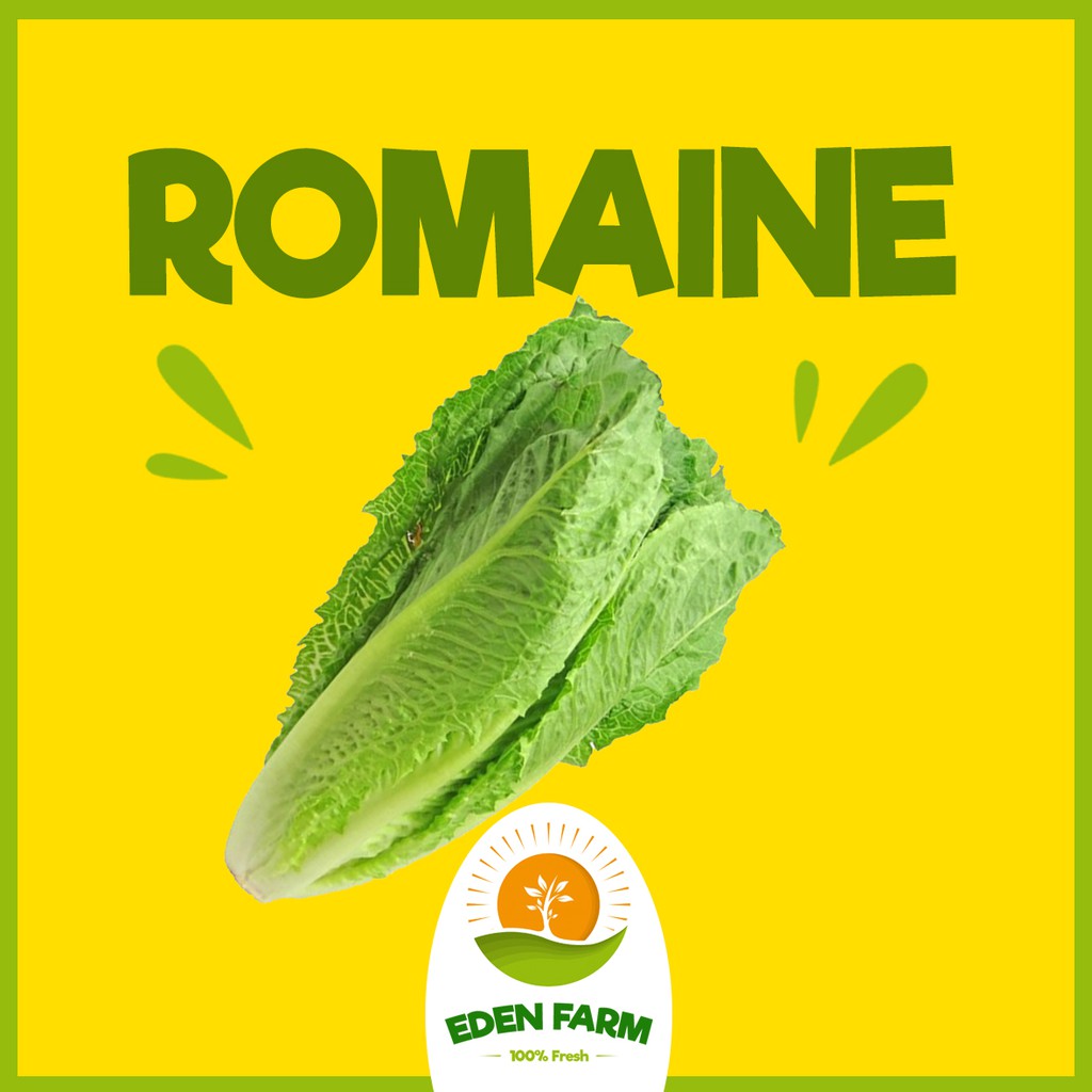 

PROMO ROMAINE - SAYUR BUAH MURAH 100% FRESH