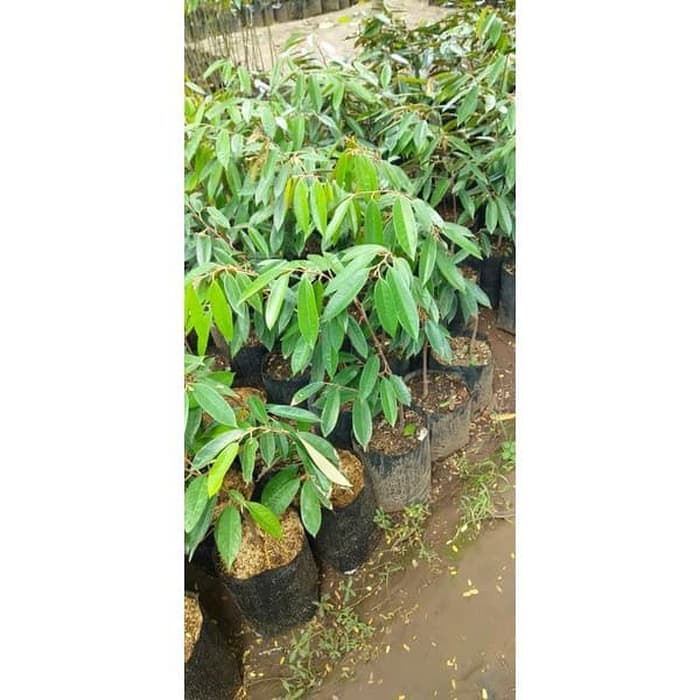 Bibit durian montong super (bisa COD)