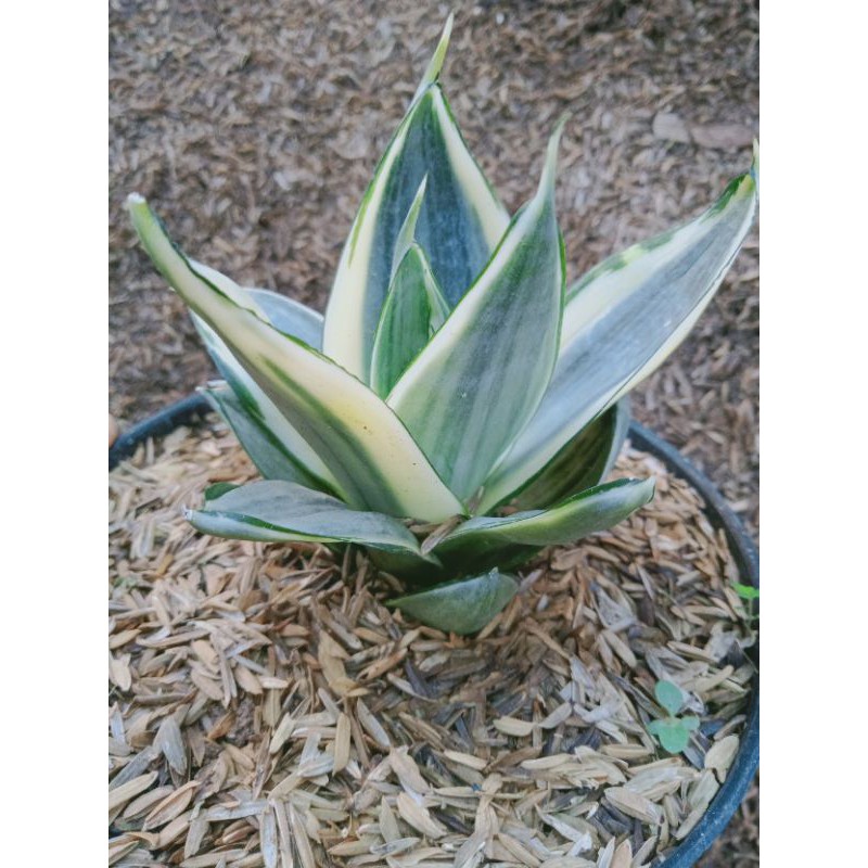 Sansivera Hahnii Silver Cream