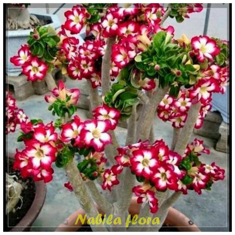 Bibit tanaman hias kemboja adenium bunga tumpuk merah putih murah