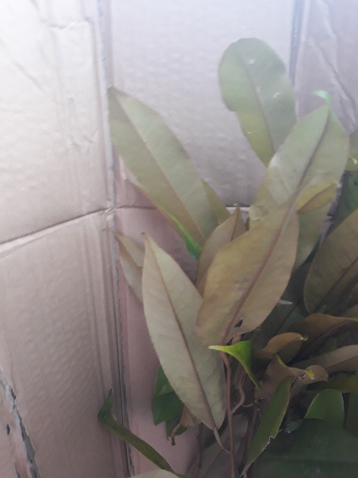 Bibit Durian Bawor Super Unggul