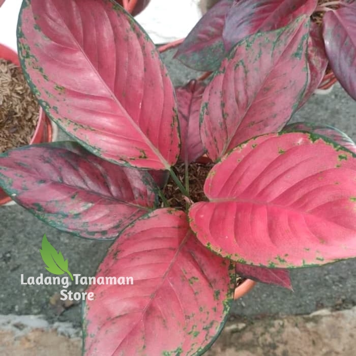 Aglonema Red King - Bibit Tanaman Aglonema King