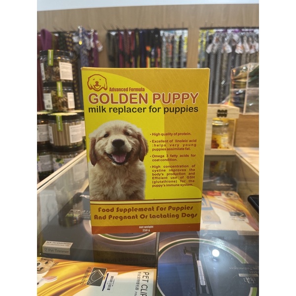 

SUSU GOLDEN PUPPY