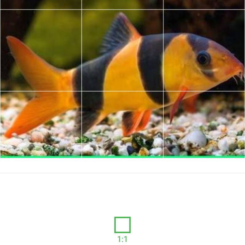 ikan hias botia air tawar aquascape ikan pembersih aquarium