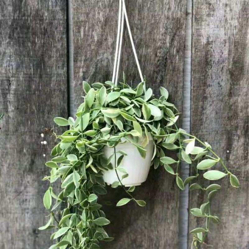 tanaman hias dischidia