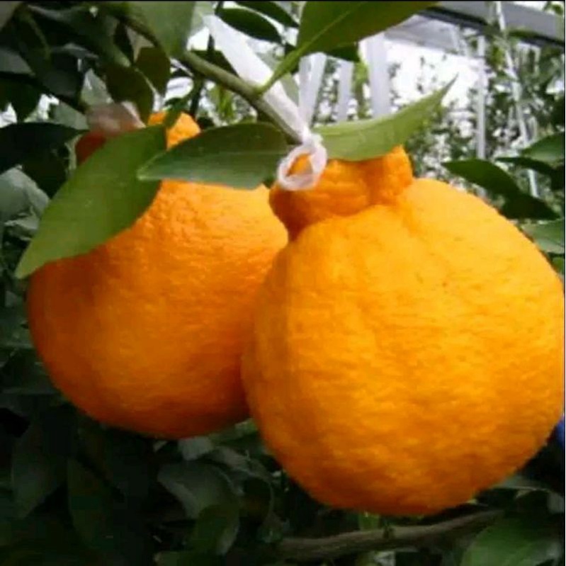 Bibit jeruk DEKOPON super jumbo okulasi [kondisi berbuah]
