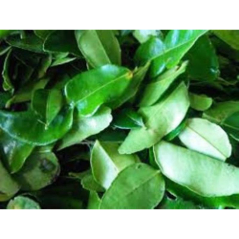

Daun Jeruk Purut Fresh 100 gram SAYUR PRAKTIS ONLINE BANDUNG
