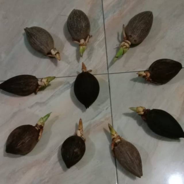 Bahan Bonsai kelapa Minion