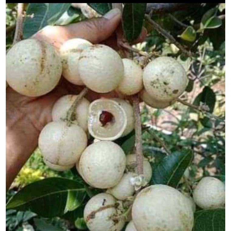 Bibit kelengkeng matalada tinggi 1 meter siap buah