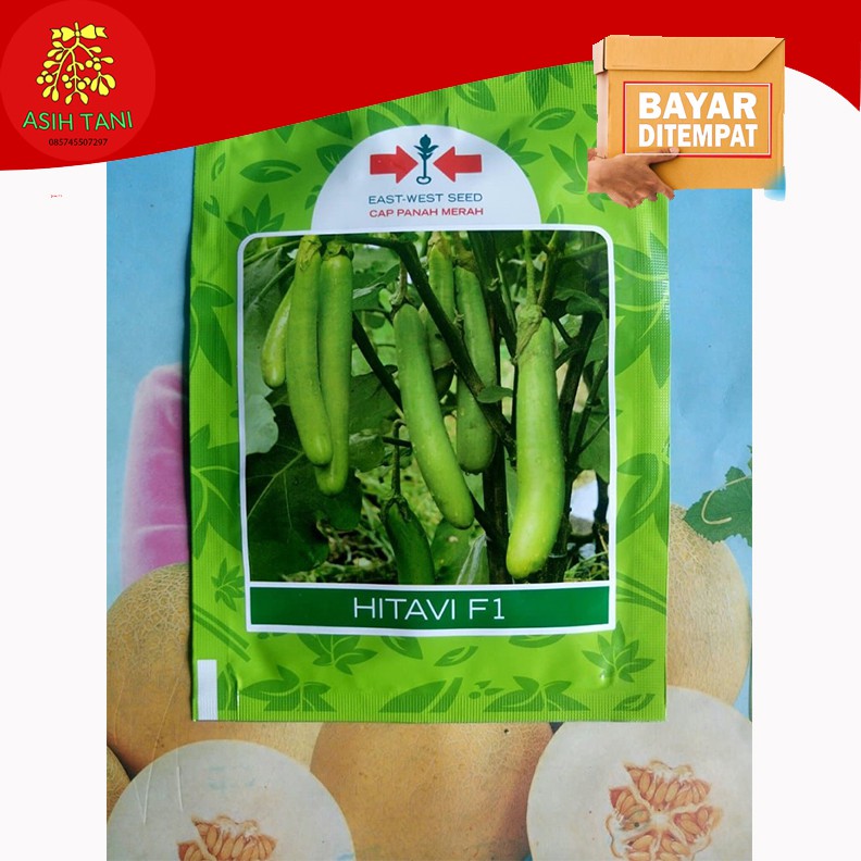 Benih Terong Hijau Hitavi F1