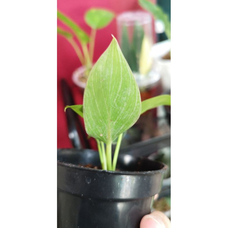 philodendron birkin baby