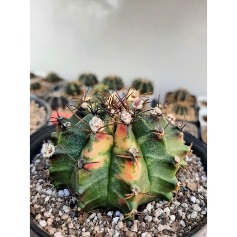 Kaktus Gymnocalycium Mihanovichii Size Indukan