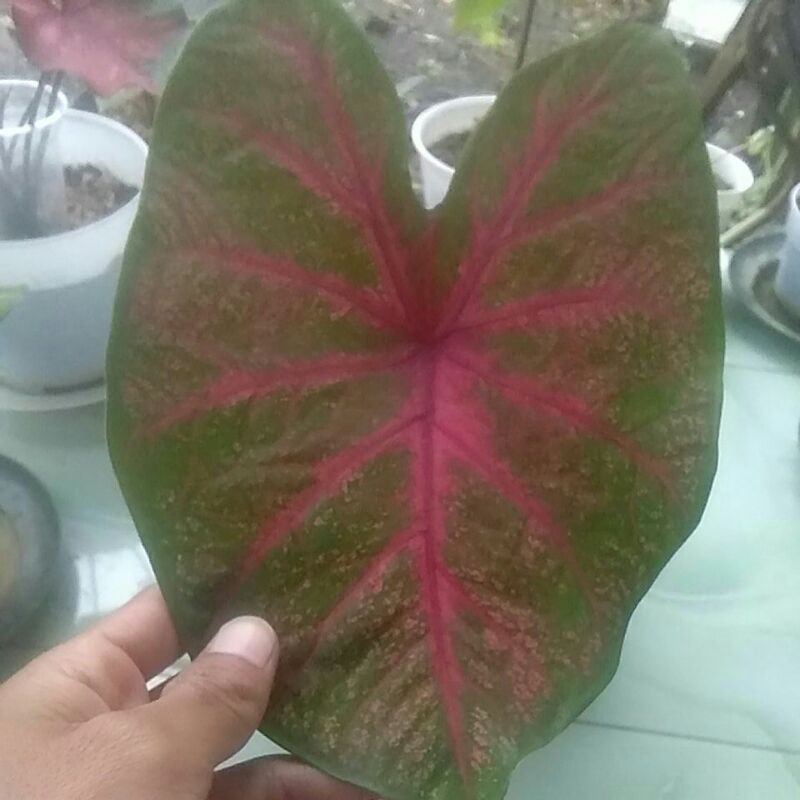 Caladium/Keladi Api/Keladi Red BONE