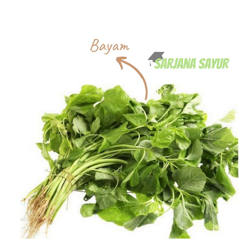 

Sayur Bayam per ikat / Sarjana Sayur