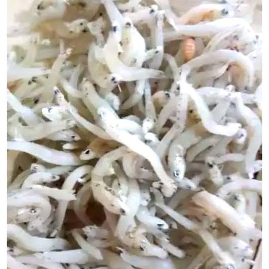 

IKAN TERI TOGE KASAR SUPER KHAS MEDAN 1KG FCDF6565