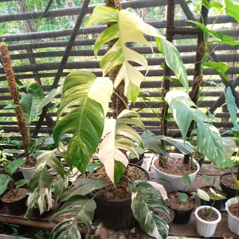 epipremnum pinnatum varigata