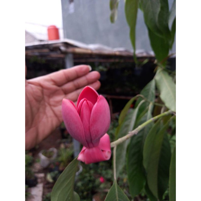 Bunga Cempaka Merah, Kuncup cempaka merah