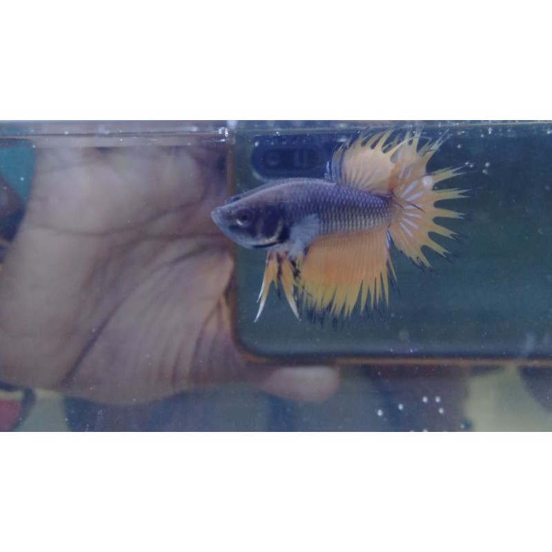 ikan cupang hias crowntail serit #CT05