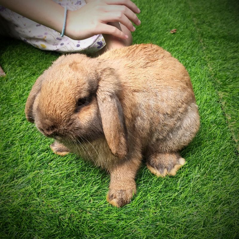 Kelinci Holland Lop - Jantan Indukan Dewasa - Sesuai Foto