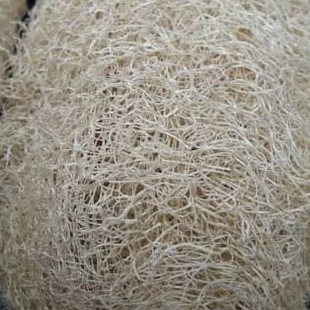 ✪ Sabut Oyong / Sabut Cuci Piring / Sikat Oyong / Gambas (Panjang +-30cm ☜