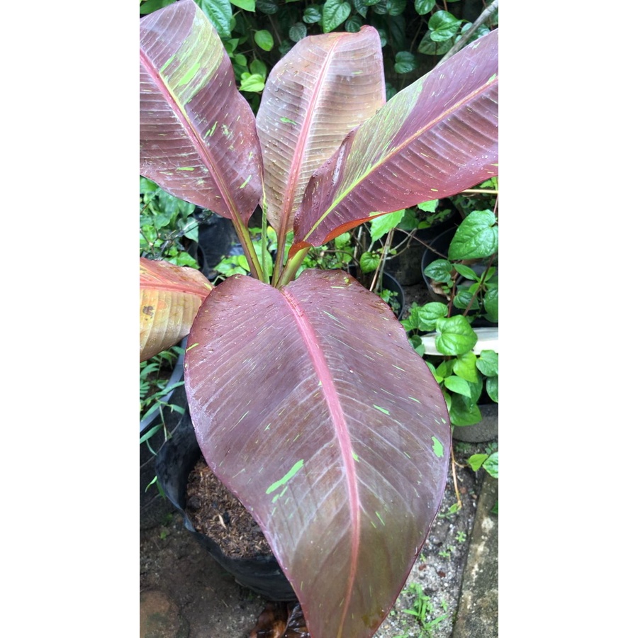 Pisang Ruby A (Musa Siam Ruby)