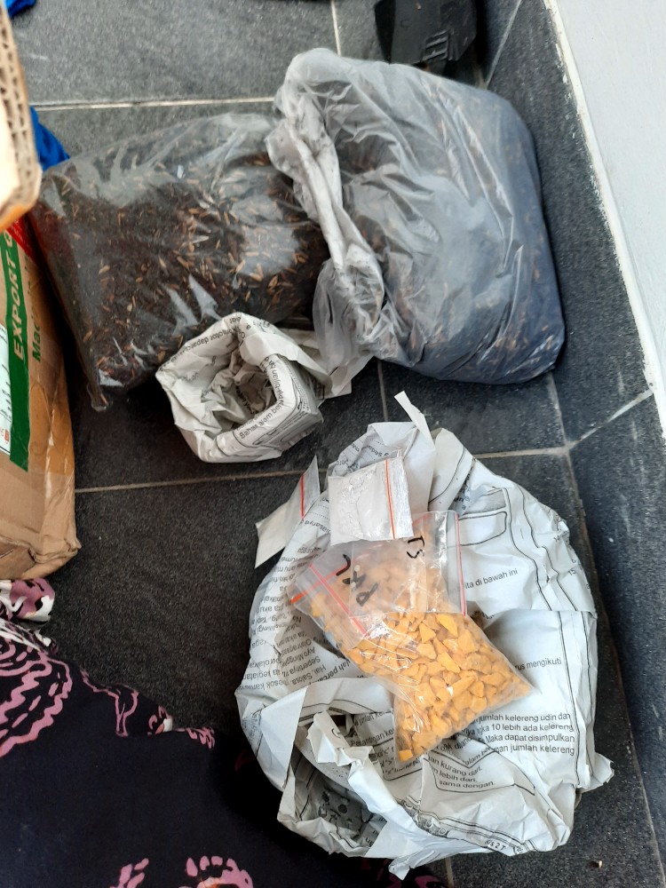 Batu Hias Kaktus Sukulen 300gr Variasi Baru