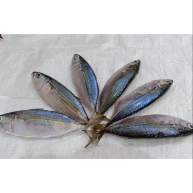 

Ikan Kembung Banjar isi 8-9 Ekor Per Kilo