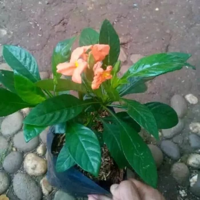 Tanaman hias bunga crosandra/pohon crosandra murah/BISA COD