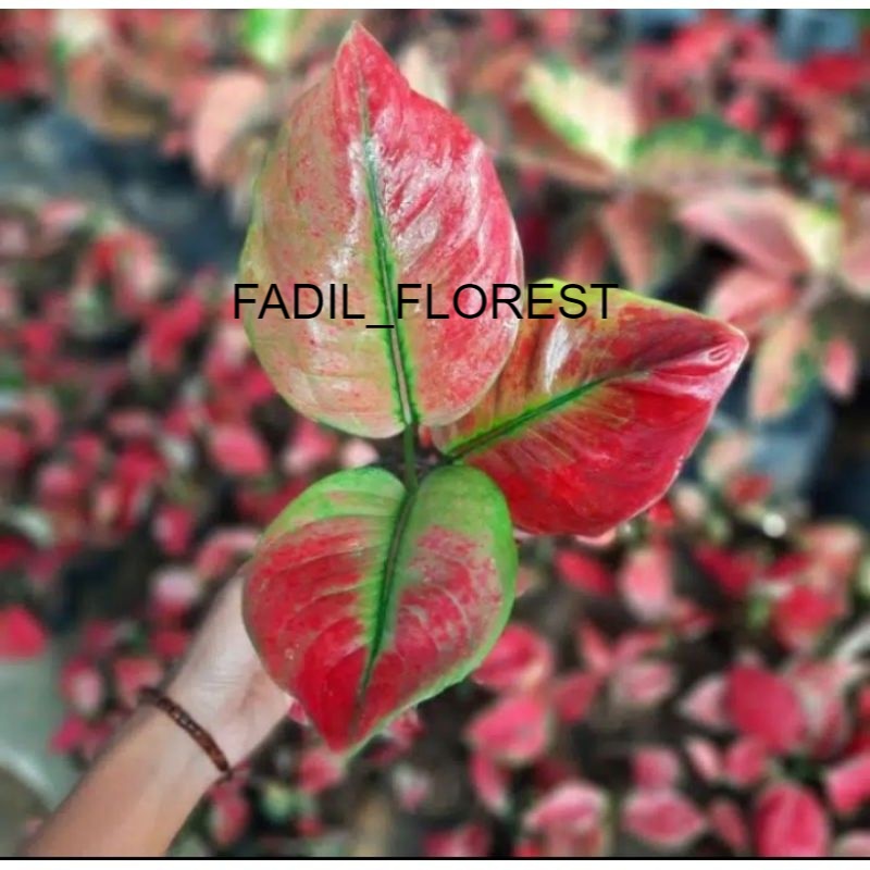 Tanaman hias aglonema AYUNINDI//Baby aglonema Ayunindi SEED_AGLONEMA