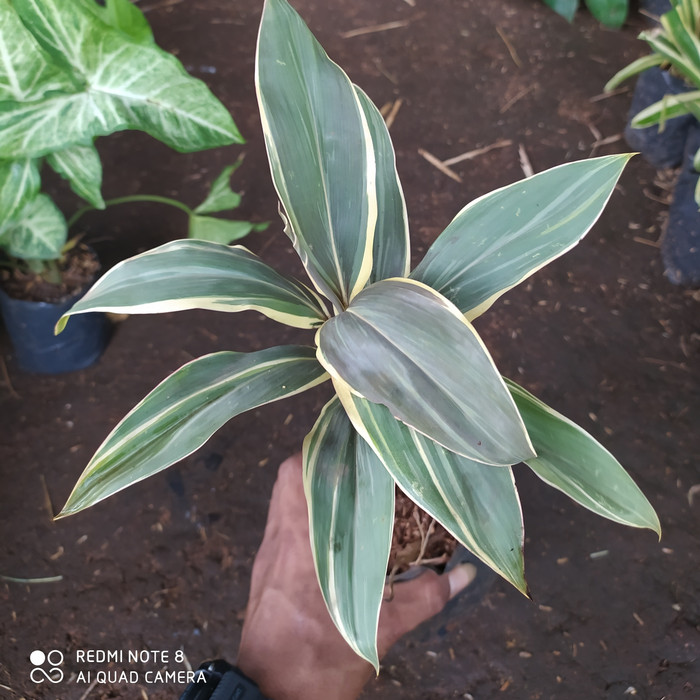 TANAMAN HANJUANG VARIGATA | TANAMAN OUTDOOR HANJUANG