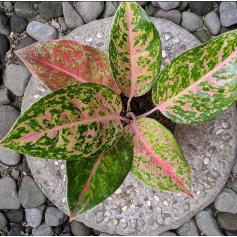 aglonema bigroy Varigata langka