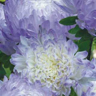Biji Benih Bunga Aster Duchess Blue Ice Shopee Indonesia Biji Benih Bunga Aster Duchess Blue Ice Shopee Indonesia