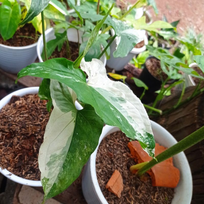 Syngonium Variegata Albo
