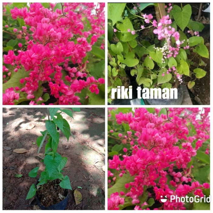 tanaman bunga Air mata pengantin - pohon bunga Air mata pengantin