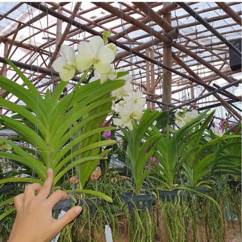 TANAMAN HIAS ANGGREK VANDA//WHITE