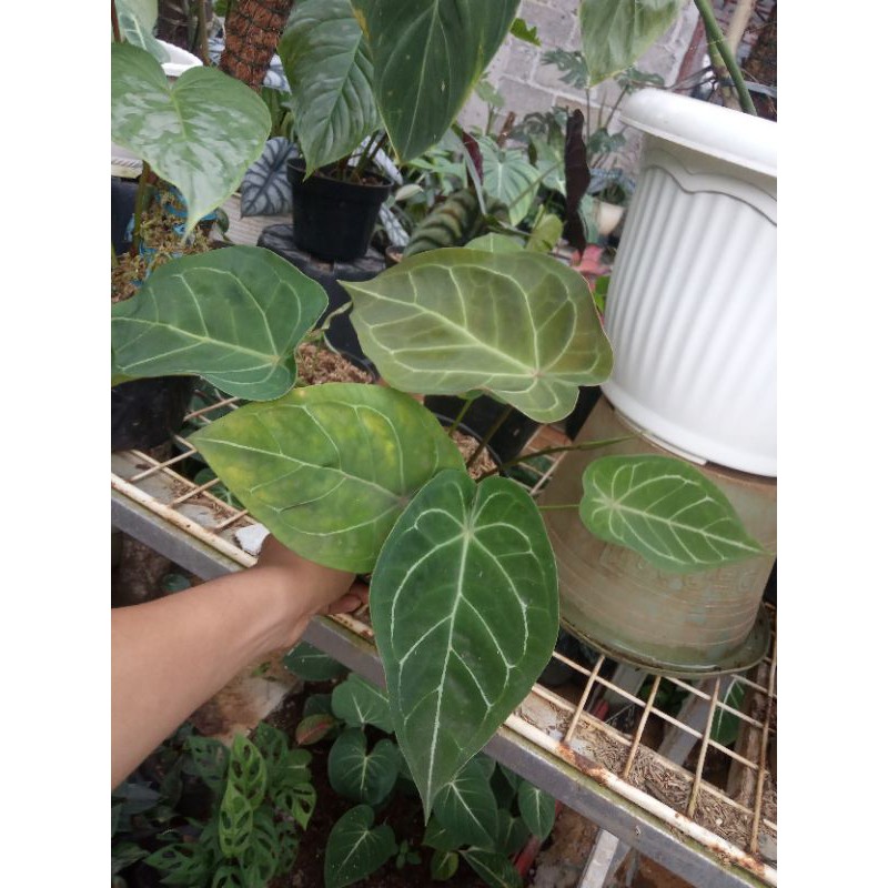 anthurium forgetii x magnificum #kupinggajahbuta #forgeti