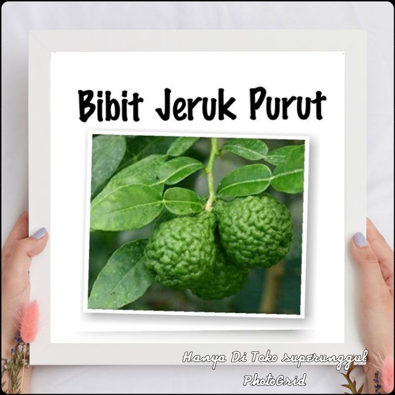 Bibit Jeruk Purut Hasil Okulasi