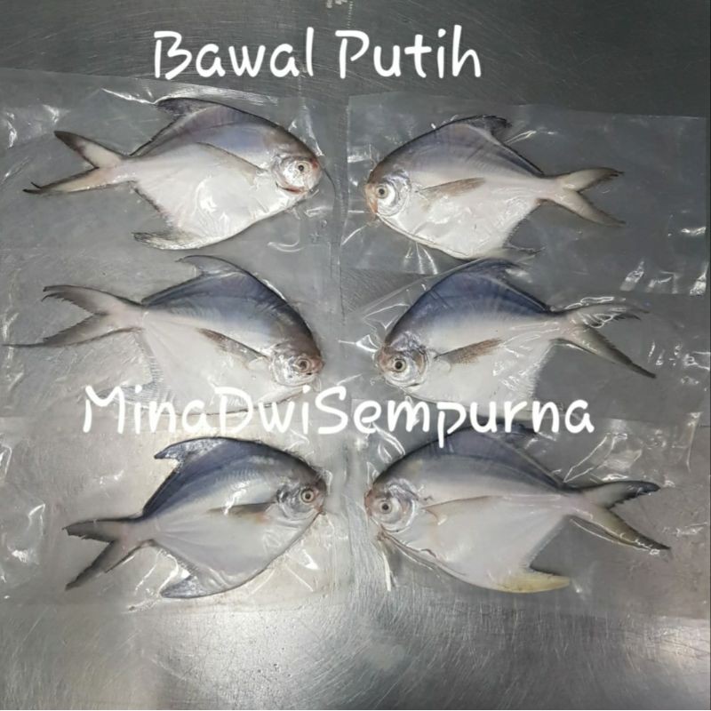 

Bawal Putih Utuh Bersih 300 - 350gram (2ekor)