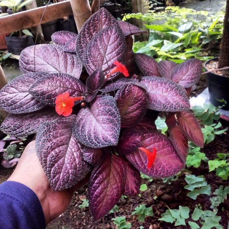 Tanaman gantung episcia cupreata | episcia ungu bludru