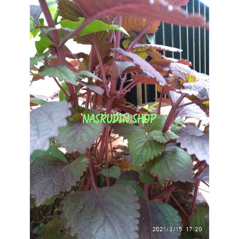 

[Fresh] BIBIT STEK TANAMAN JAWER KOTOK / TANAMAN ILER / TANAMAN MIANA / MAYANA