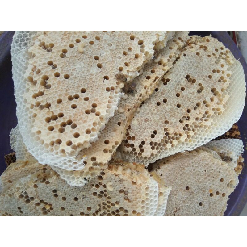 

Sarang Tawon 100 gram