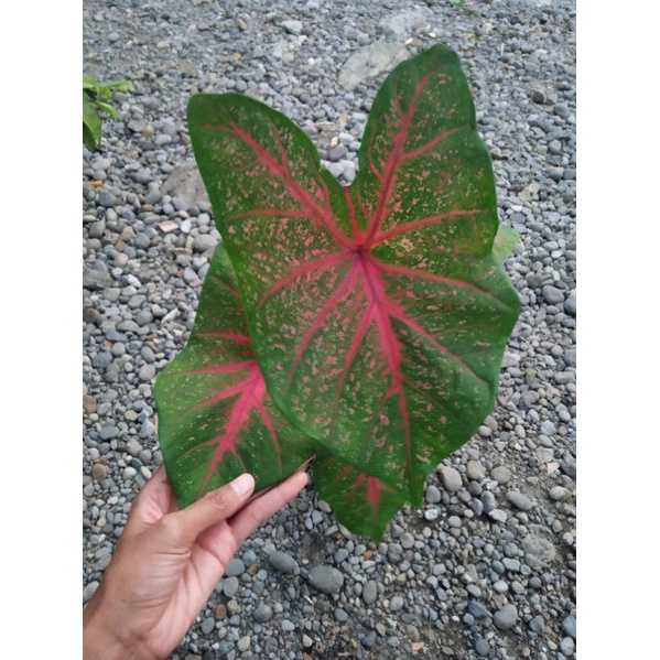Tanaman hias Caladium funny munson/keladi funny munson
