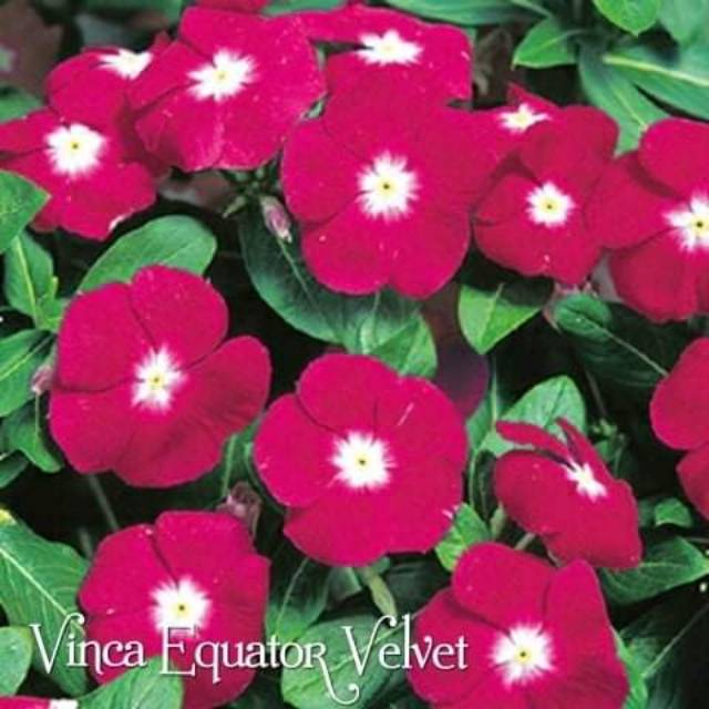 BUNGA VINCA JEPANG VE Velvet Isi 7 | Shopee Indonesia