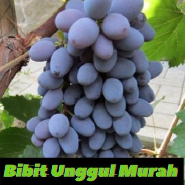 Asli bibit anggur import Attika seedless