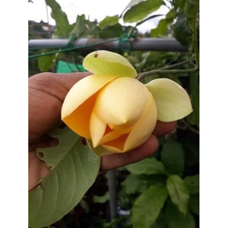 Tanaman Cempaka Telur Kuning (Magnolia liliifera)