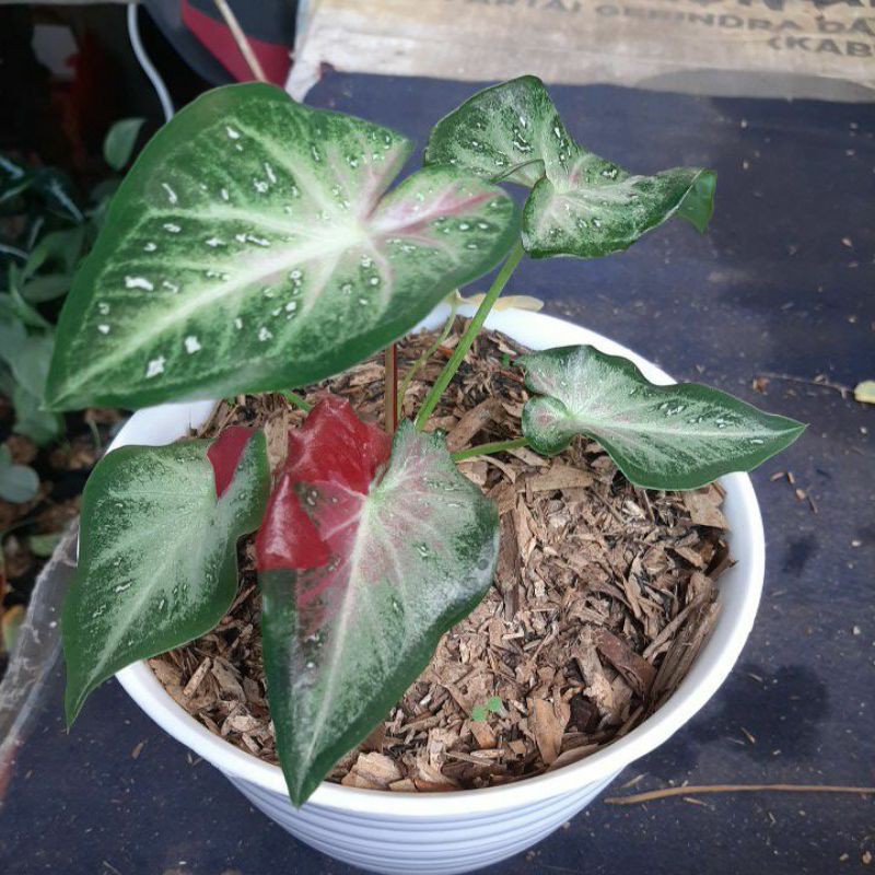caladium shycool