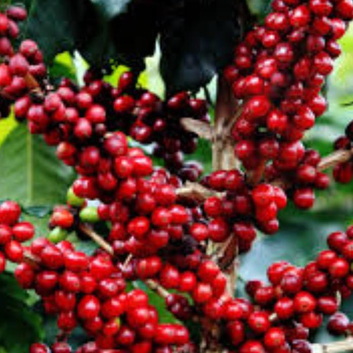 5 Ons Biji Benih Kopi Arabica Ateng Super @_@